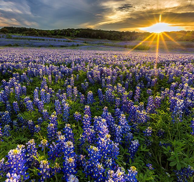 Flower field in Gatesville, Texas